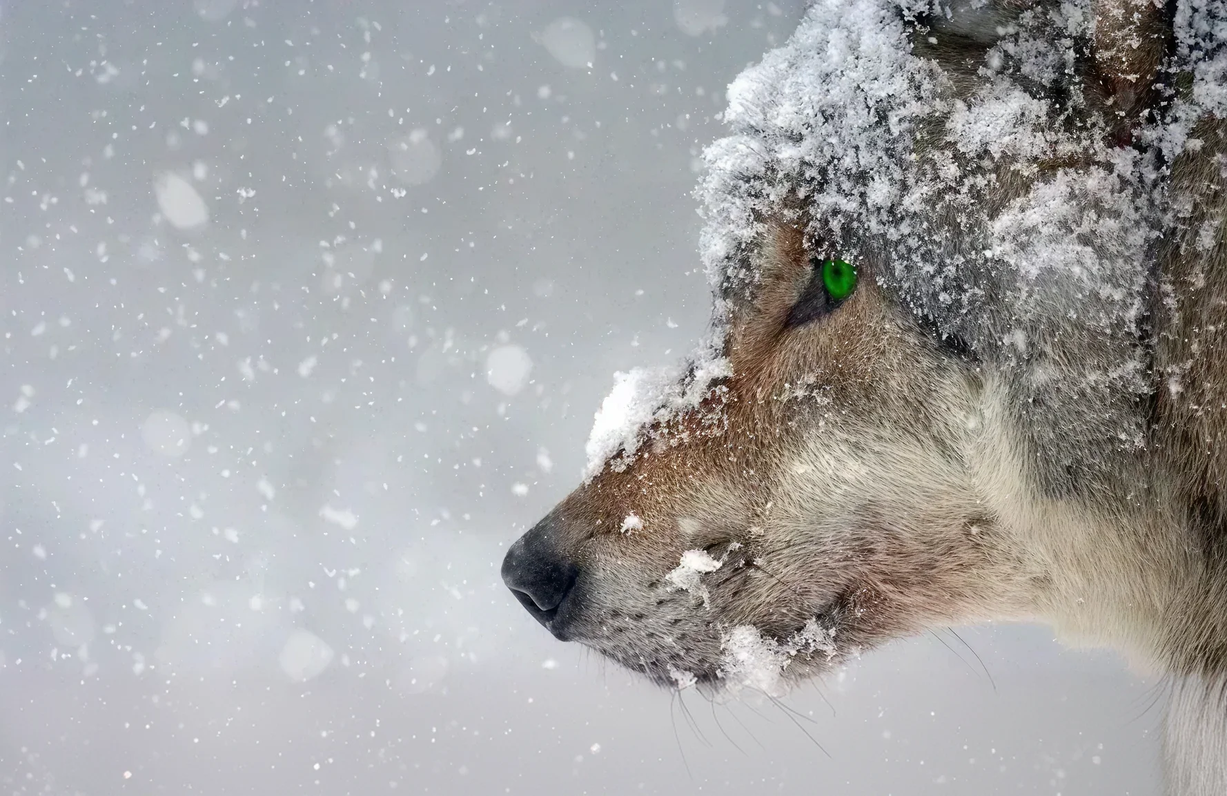 Wolf's head seen from the side under the snow